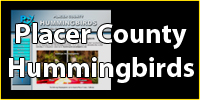 Placer County Hummingbirds